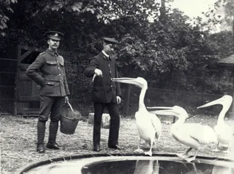 Wärter Alf Taylor (rechts) und Bodman (links) füttern Pelikane am Beckenrand im Londoner Zoo, Oktober 1915
